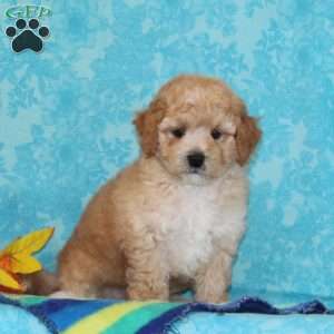 Marble, Shih-Poo Puppy